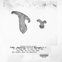 Image of Pleurotus eryngii